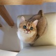 MaxOcelot