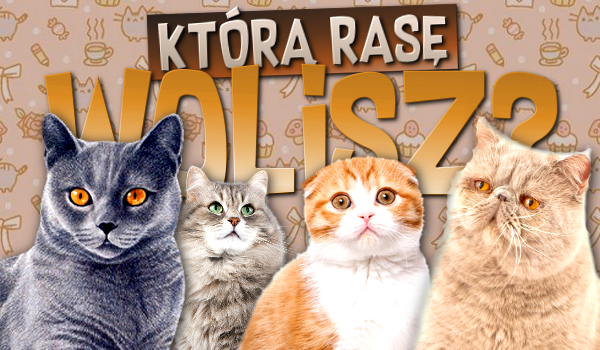 Którą rasę wolisz? – Głosowanie dla miłośników kotów rasowych!
