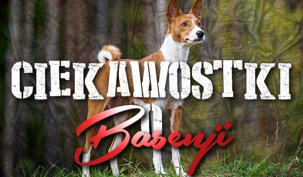 Ciekawostki o basenji