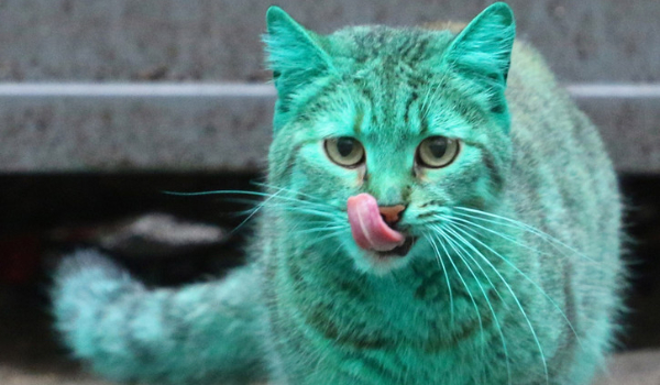 Śmieszne memy o kotach #3