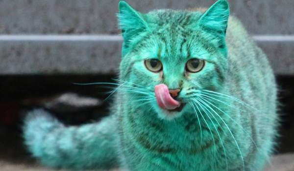 Śmieszne memy o kotach #14