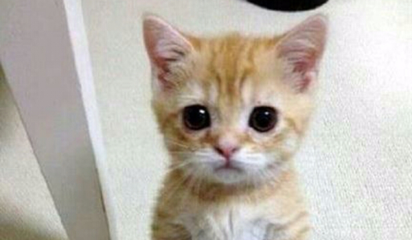 Czy Twój kot Cię kocha?