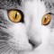 AmazingCat