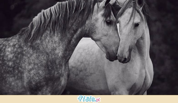 Konie to moja pasja!!!