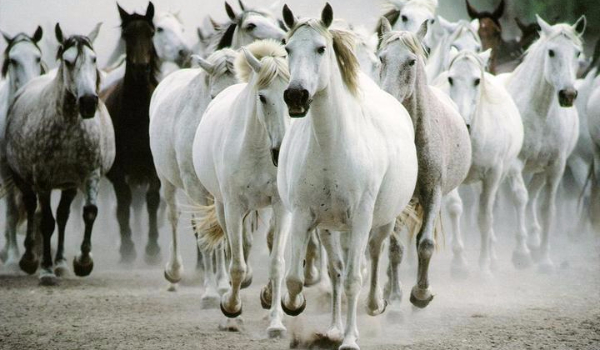 Rozpoznasz rasy koni?