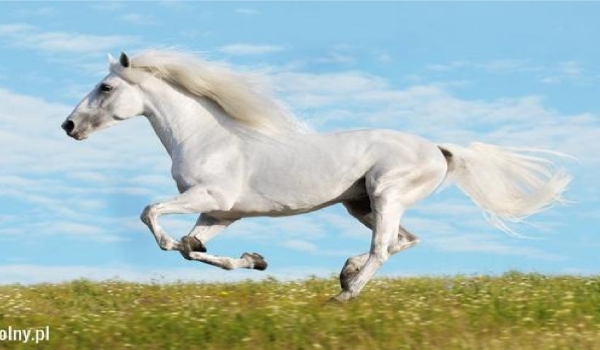 jak dobrze jeździsz konno?