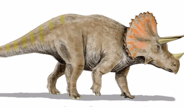 Dinozaury: Triceratops