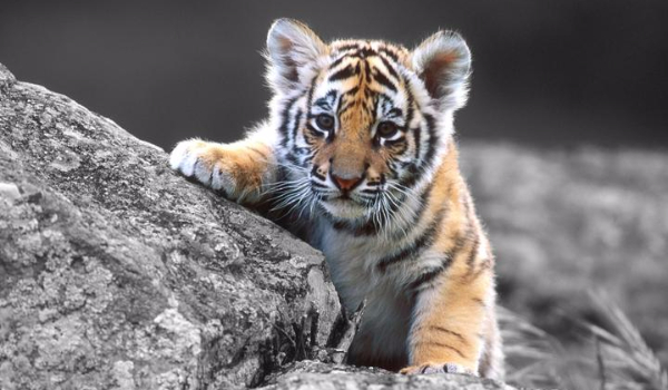 Na konkurs… @NightCat