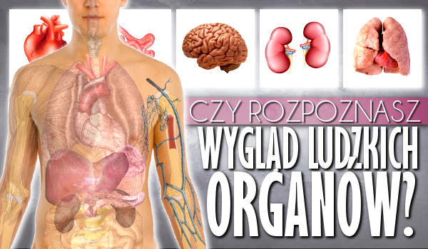 Rozpoznasz wygląd ludzkich organów?