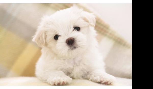 Czy uda ci się odnalezć psa cioci ?