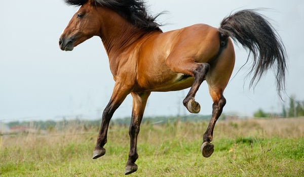 Czy poradzisz sobie z narowistym koniem?