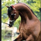 Karolina_Wernerowicz