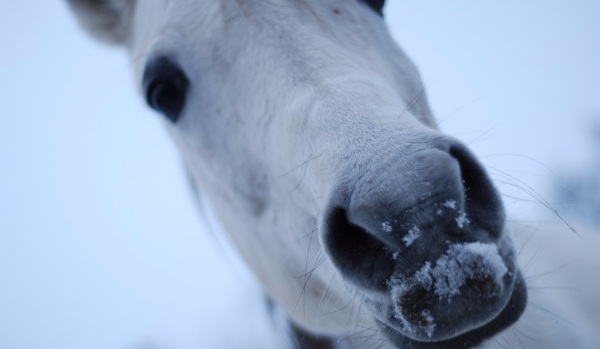 Avatar dla Misiakonie