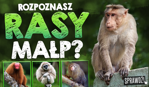 Czy rozpoznasz rasy małp?