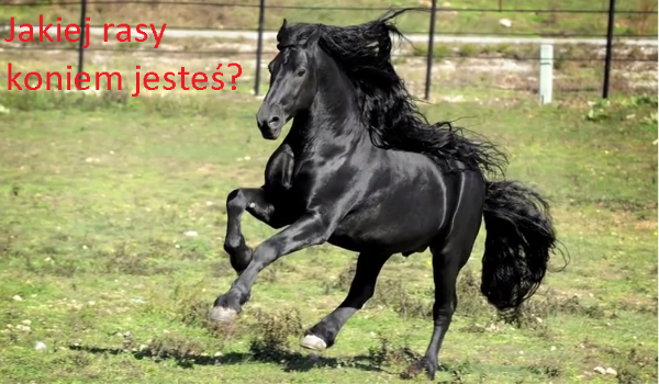 Jakiej rasy koniem jesteś?