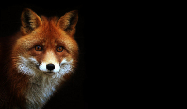 MIniaturki dla Avis_horses