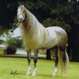 horses_my_life