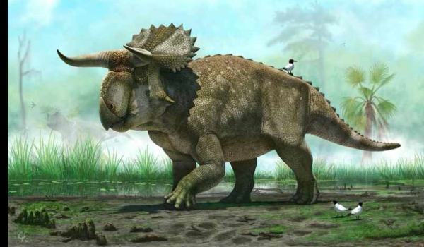 Dinozaury i inne prehistoryczne zwierzęta część dwunasta-Naustoceratops