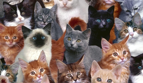 Jaką rasą kota jesteś?