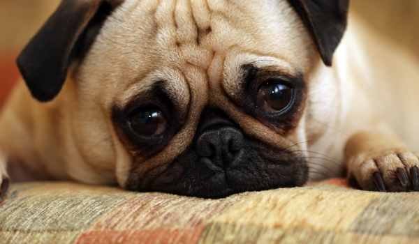 Czy możesz mieć mopsa ?