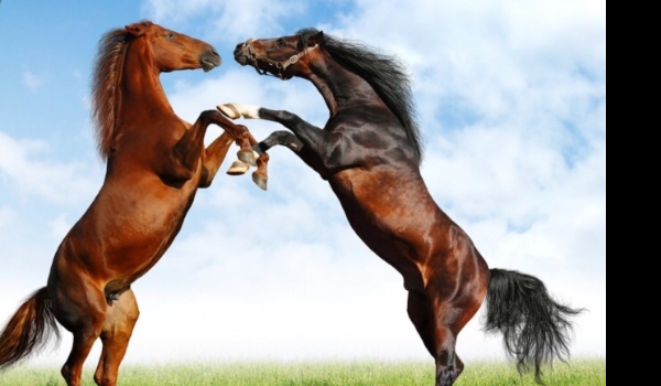 Jak Dobrze znasz się na koniach i jeźdźiectwie?