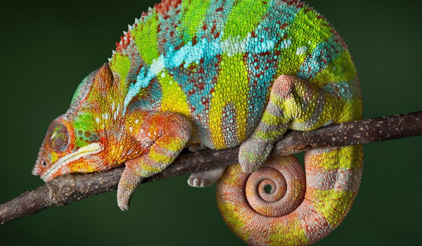 Czy dobrze widzisz te kolory na kameleonie?
