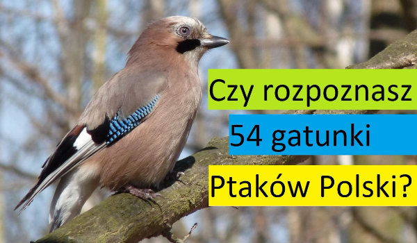 Czy rozpoznasz 54 gatunki ptaków Polski?