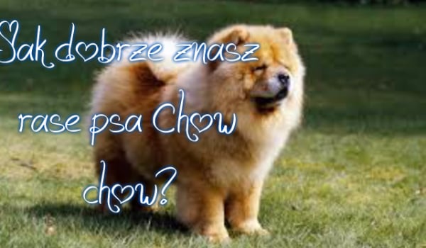 ,,Jak dobrze znasz Chow chow?”