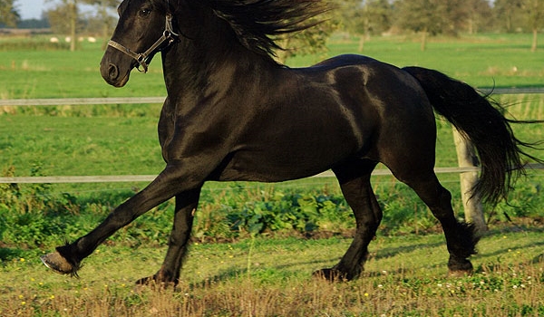 Ciekawostki o Sasuke Uchiha