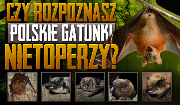 Czy rozpoznasz polskie gatunki nietoperzy?