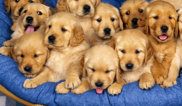 JAK BARDZO LUBISZ PSY