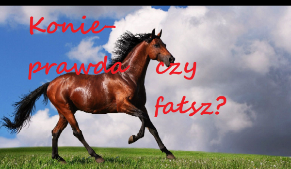 Konie-prawda czy fałsz?