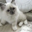Ragdollx