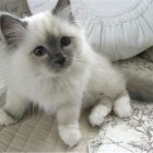 Ragdollx