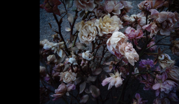 MEMY cz.7-skoki narciarskie