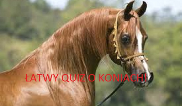 Łatwy quiz o koniach