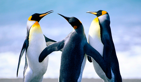 w krainie pingwinów