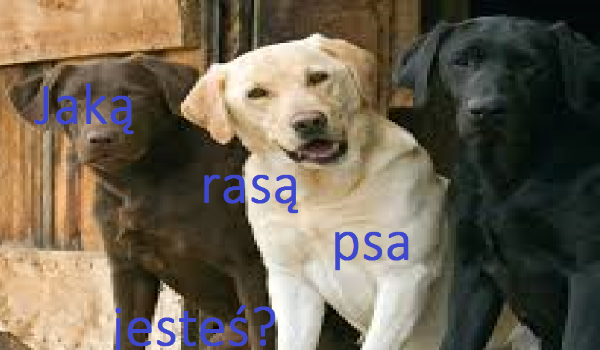 Jaką rasą psa jesteś ?
