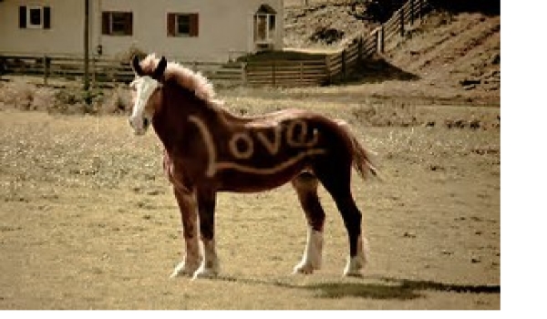 Czy naprawdę kochasz konie?