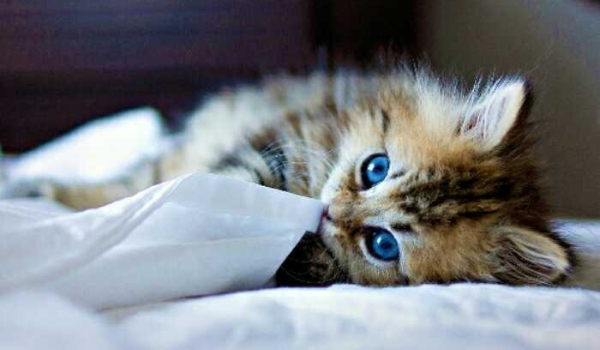 Jakim kotem jesteś?