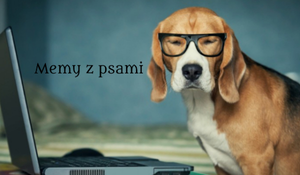 Memy z psami