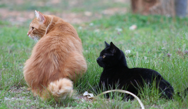 Jesteś bardziej kotem rudym czy może czarnym?