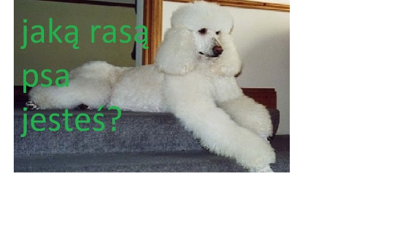 Jaką jesteś rasą psa