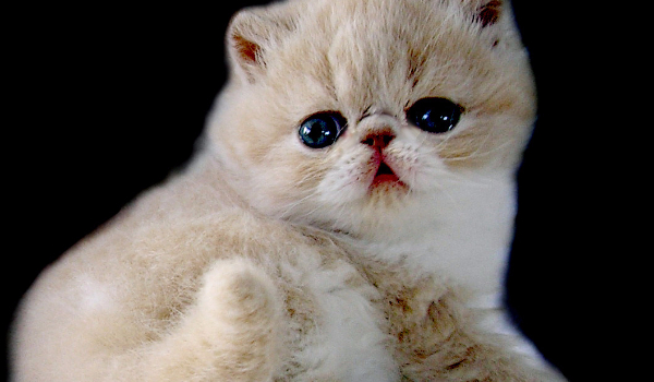 Zoooodddiiiakkkii #17( ͡° ͜ʖ ͡°)