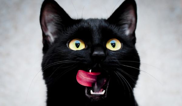 Czy twój kot cię lubi?