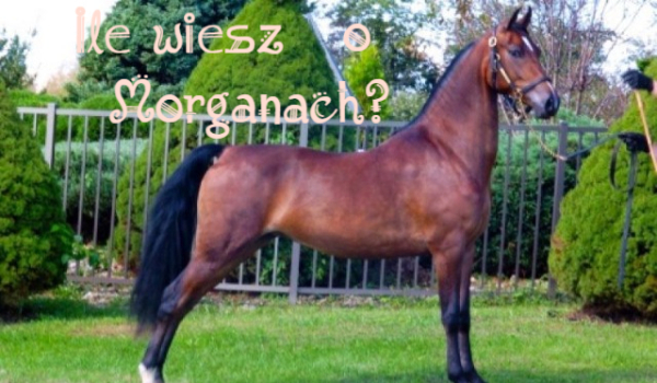 Ile wiesz o Morganach?