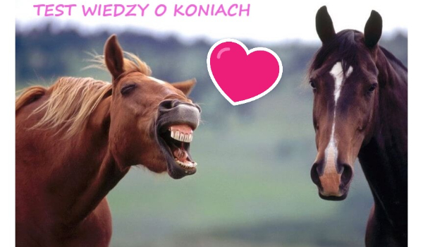 Test wiedzy o koniach