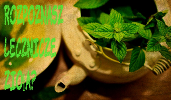 Czy rozpoznasz lecznicze zioła?