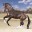 natihorses