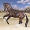 natihorses